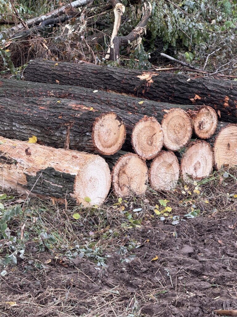 Cut logs